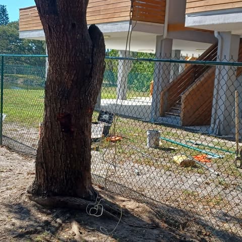 Galvanised chain link fence around a back yard, run past a large oak tree