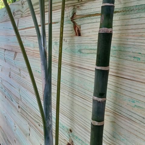 Horizontal wood board fence with bamboo growing through it